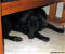 Tilly var helt slut efter resan och sov mest under bordet.